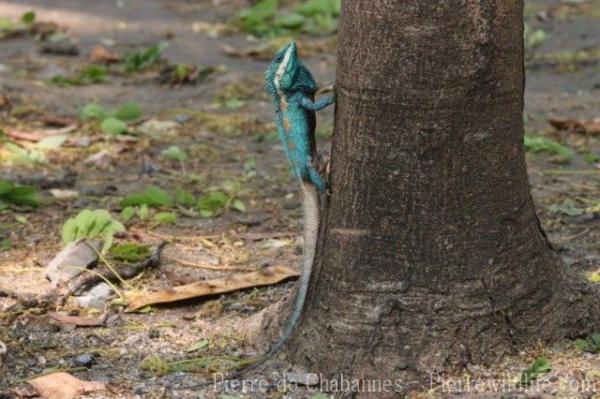 Indo-Chinese forest lizard