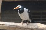 Asian pied starling