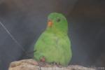 Yellow-throated hanging-parrot