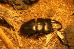 Alcides stag-beetle