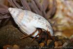 Intertidal hermit crab