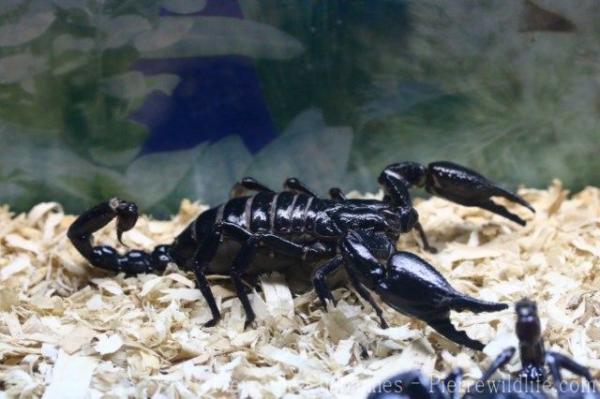 Indian forest scorpion