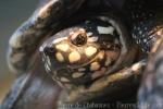 Black spotted turtle