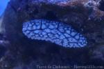 Granulated sea slug
