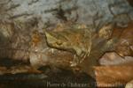 Javan horned frog