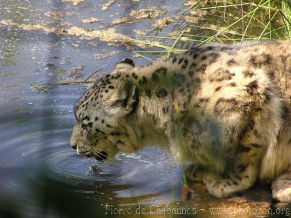 Snow leopard *
