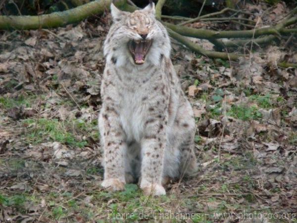 Siberian lynx *