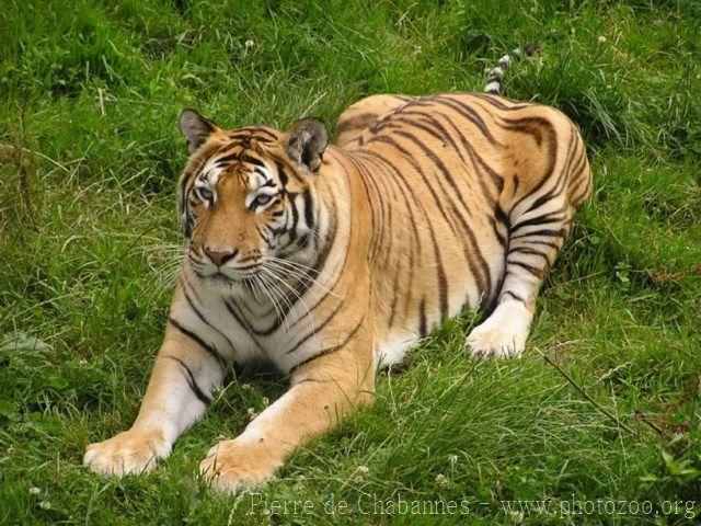 Mainland tiger *