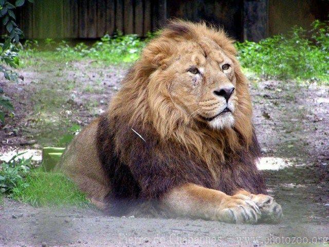 West-African (Asian) lion