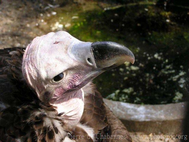 Lappet-faced vulture *