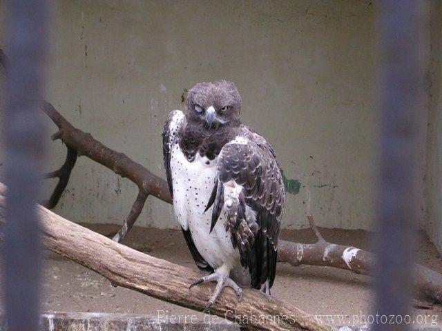 Martial eagle *