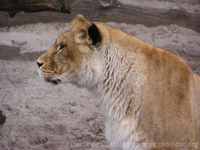 East-African lion