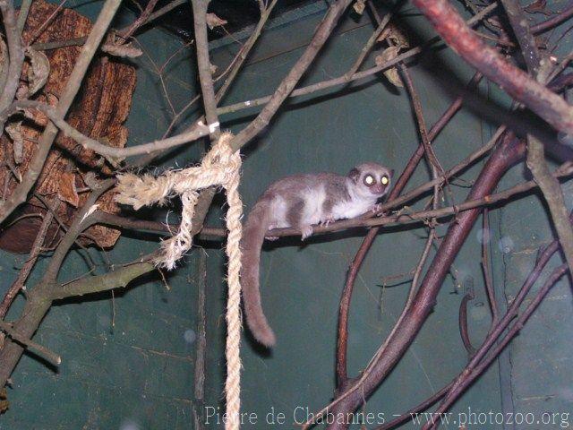 Fat-tailed dwarf-lemur *