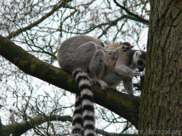 Ring-tailed lemur *