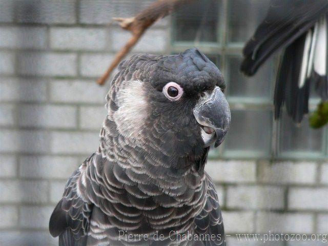 Long-billed black-cockatoo *