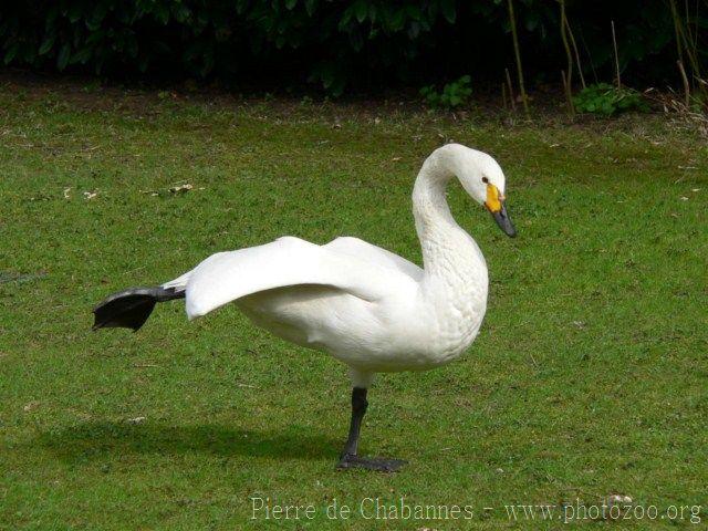 Bewick's swan