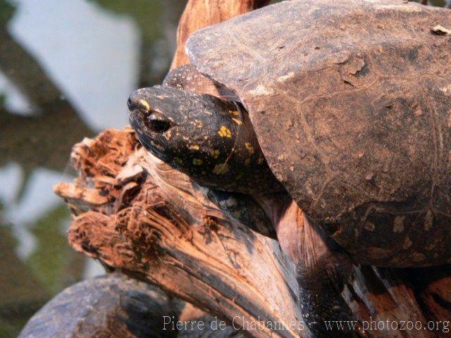 Black spotted turtle