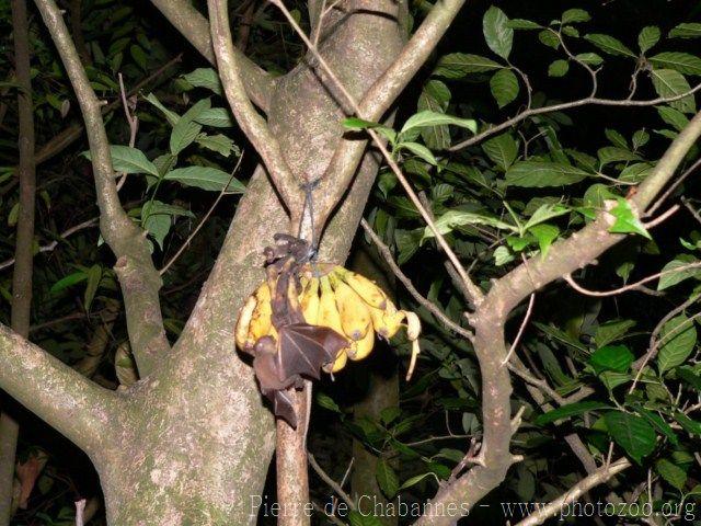 Lesser dog-faced fruit-bat