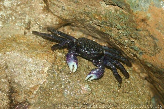 Violet vinegar crab