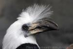 White-crowned hornbill *
