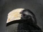 Black hornbill *