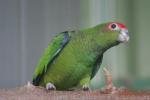 Pileated parrot *