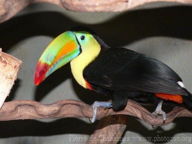 Keel-billed toucan *