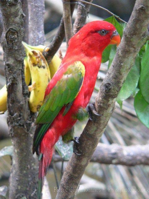 Chattering lory *