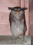 Barred eagle-owl *