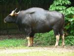 South-East Asian gaur