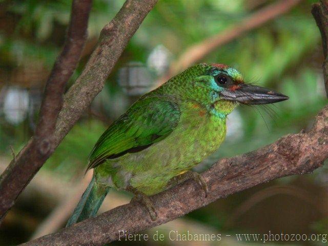 Red-throated barbet *
