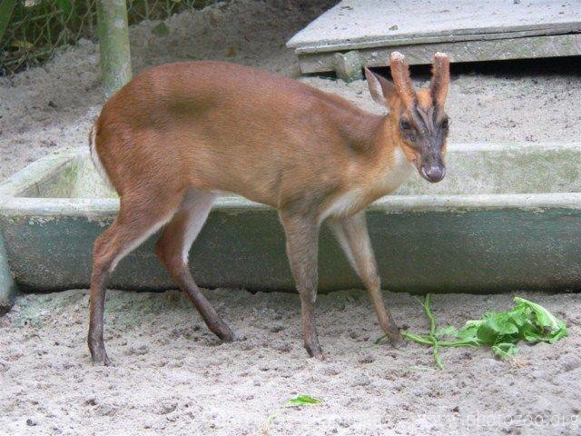 Southern red muntjac
