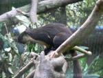 Black giant squirrel