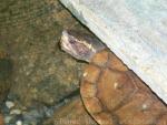 Malayan flat-shelled turtle