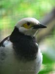 Black-collared starling