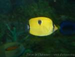 Yellow teardrop butterflyfish *