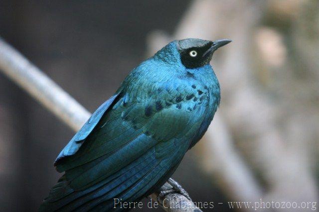 Long-tailed glossy-starling *