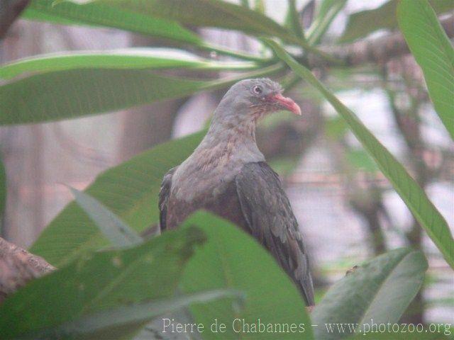 Spotted imperial-pigeon *
