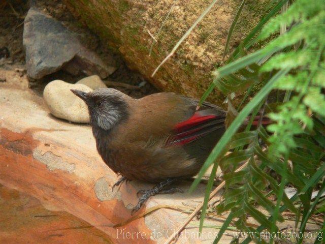 Red-winged laughingthrush