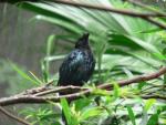 Greater racket-tailed drongo *