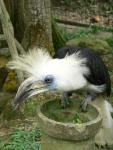 White-crowned hornbill