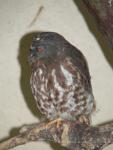 Brown hawk-owl *