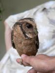Sunda scops-owl *