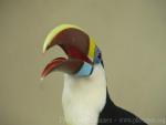 Red-billed toucan