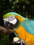Blue-and-gold macaw *