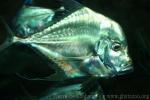 Indian threadfish