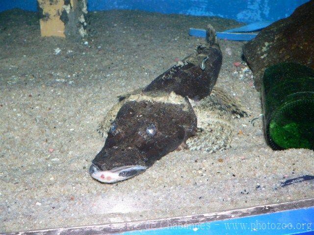 Crocodile fish *