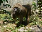 Olive baboon *