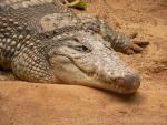 Nile crocodile *
