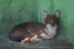 Indonesian dhole *